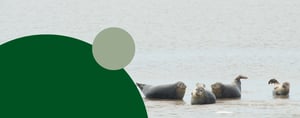 Banner ZeehondencentrumWEC
